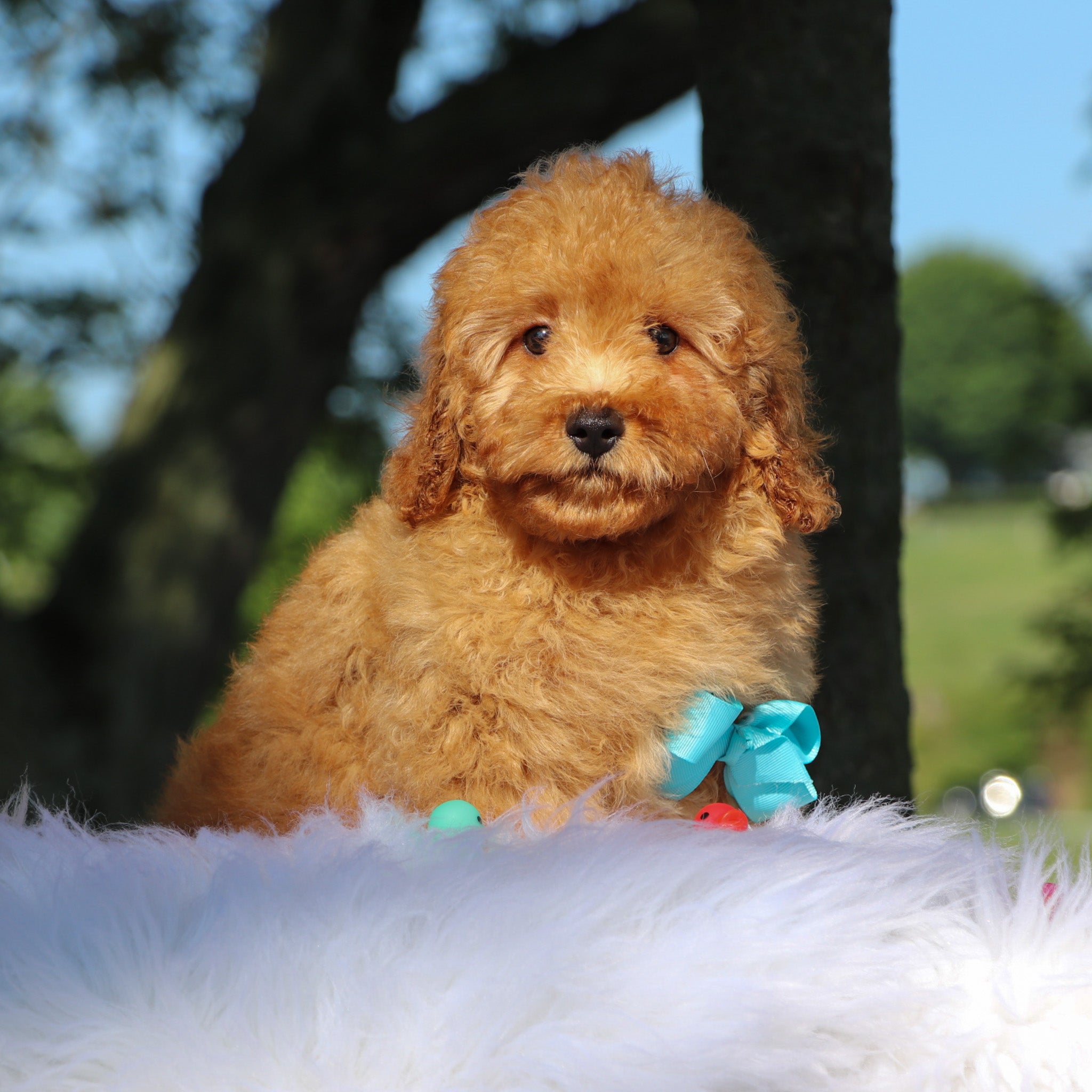 Puppies for sale in Los Angeles