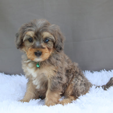 Bonnie - Available Now
