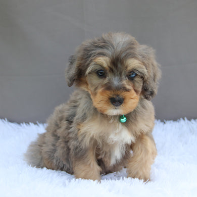 Bonnie - Available Now