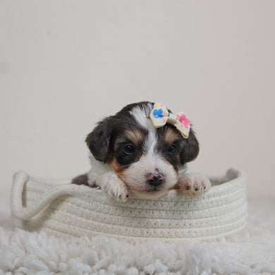 Abby - Available 6/11