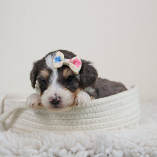 Abby - Available 6/11