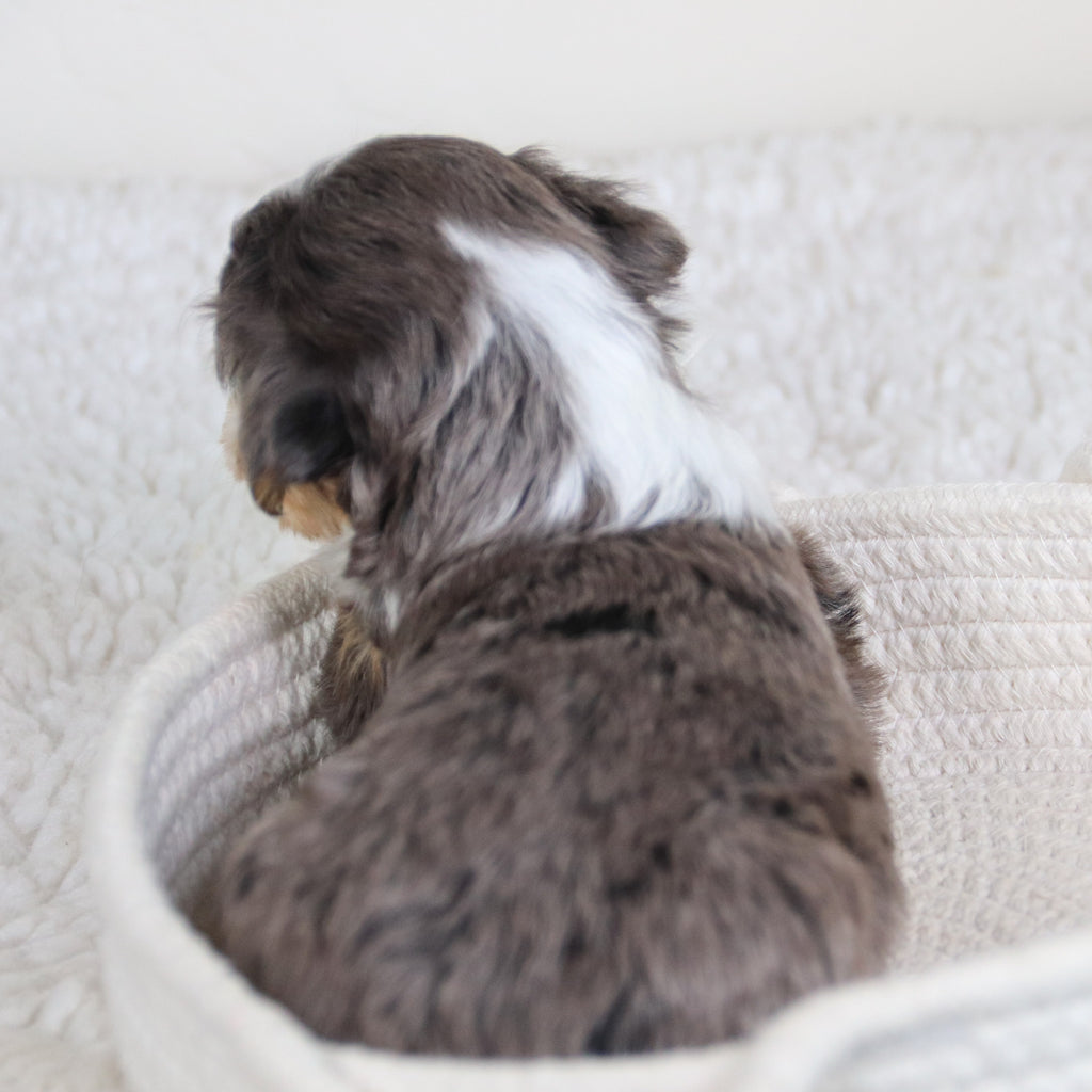 Abby - Available 6/11
