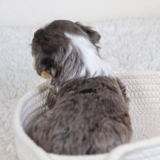 Abby - Available 6/11