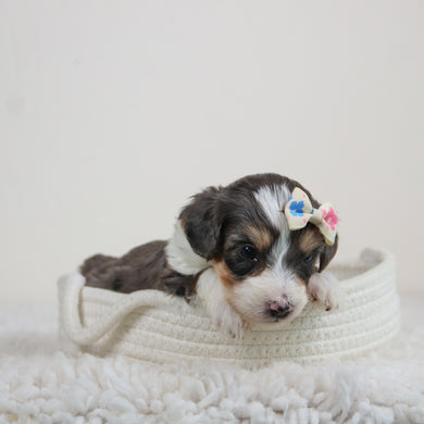 Abby - Available 6/11