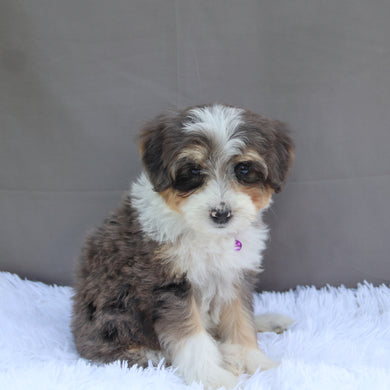 Abby - Available Now