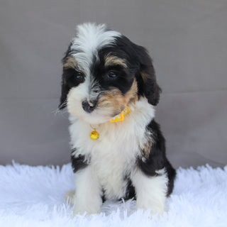 Kona - Available Now