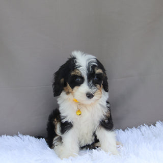 Kona - Available Now