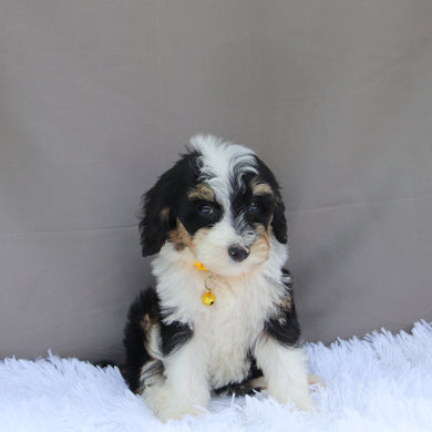Kona - Available Now