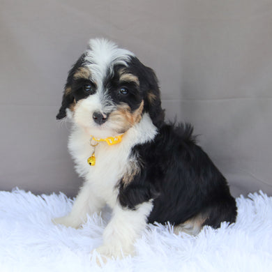 Kona - Available Now