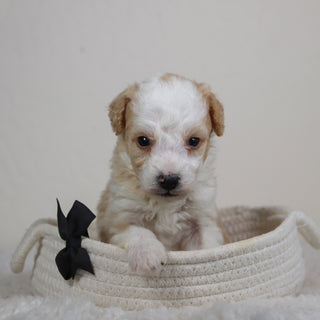 Boris - Available 6/11