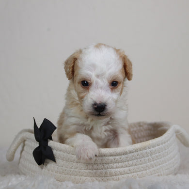 Boris - Available 6/11