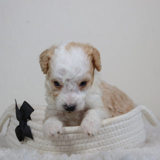 Boris - Available 6/11