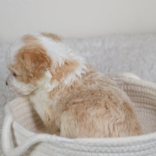 Boris - Available 6/11