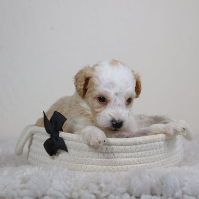 Boris - Available 6/11
