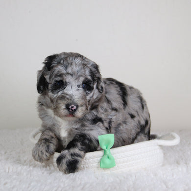 Oscar - Available 6/18