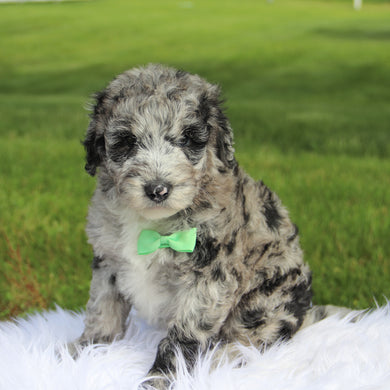 Oscar - Available 6/18