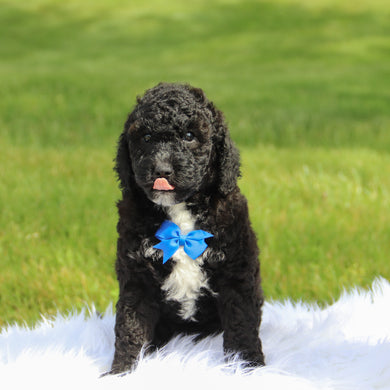 Grover - Available 6/18