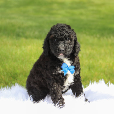 Grover - Available 6/18