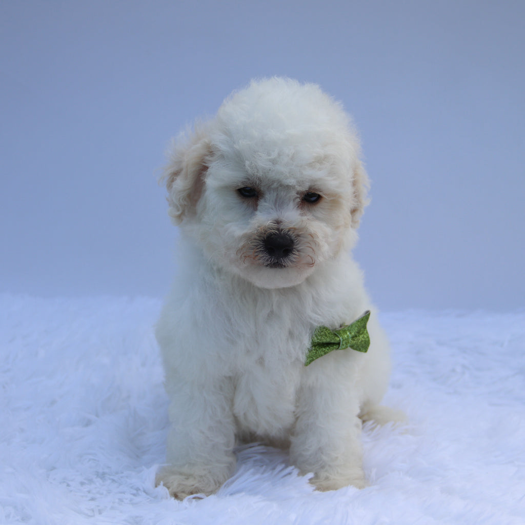 Sandy - Available Now
