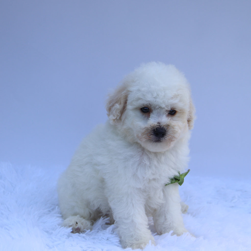 Sandy - Available Now