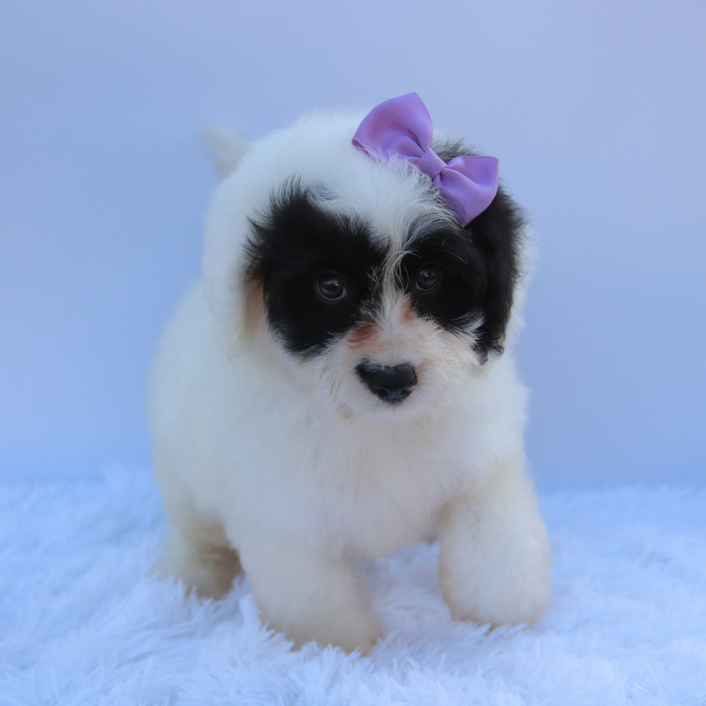 Lynette - Available 8/27