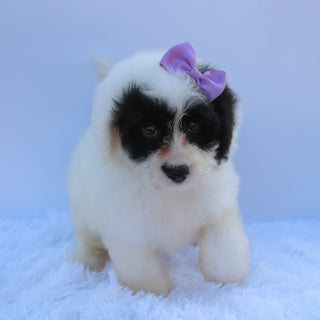 Lynette - Available 8/27