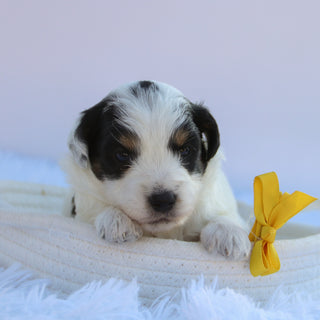 Chex - Available 10/15