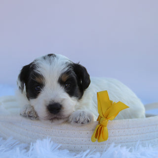 Chex - Available 10/15