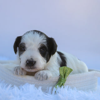 Kaden - Available 10/15