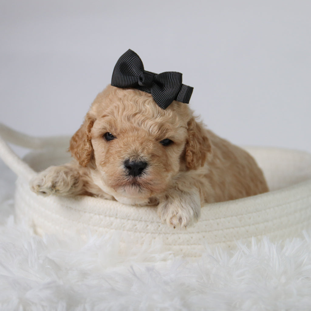 Anastasia - Available 10/29