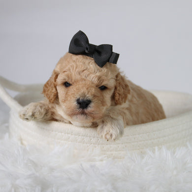 Anastasia - Available 10/29