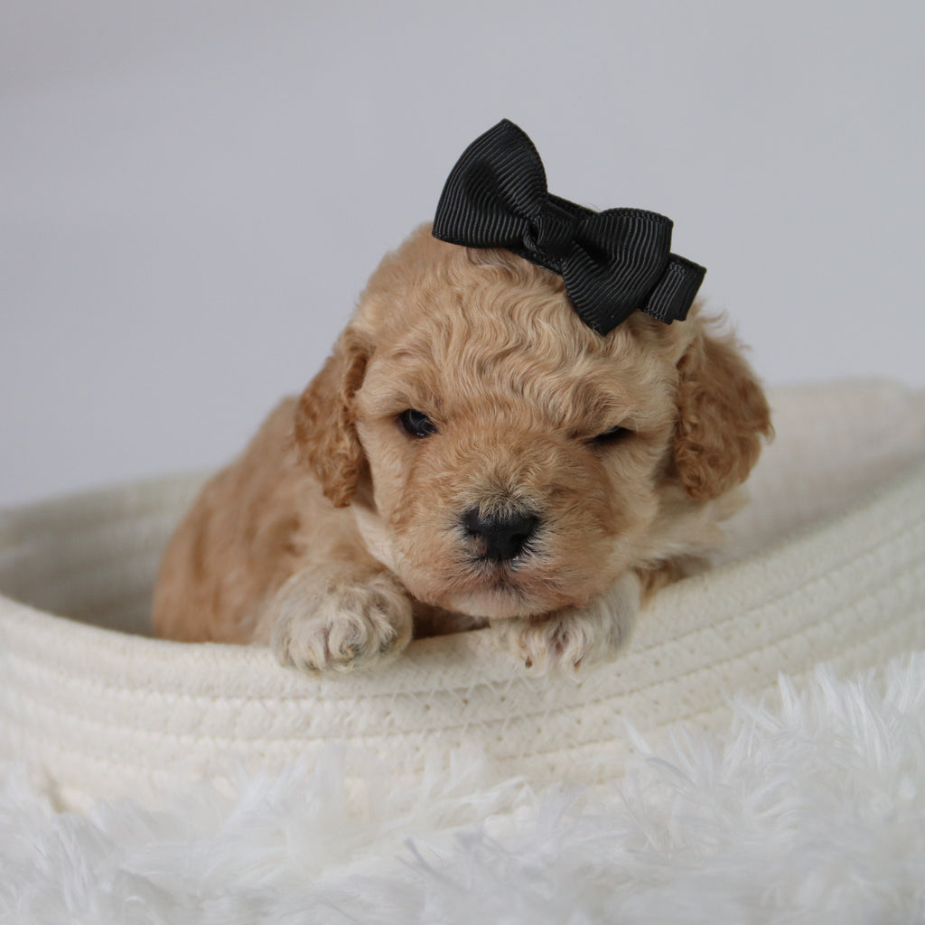 Anastasia - Available 10/29