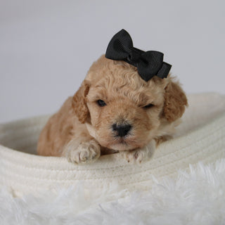 Anastasia - Available 10/29
