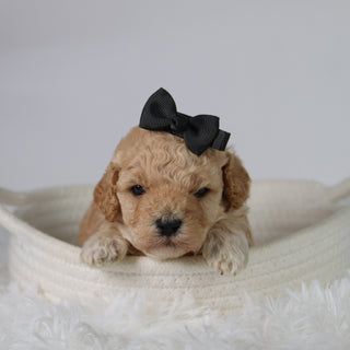 Anastasia - Available 10/29