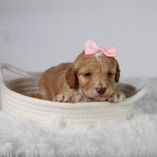 Aurora - Available 10/29