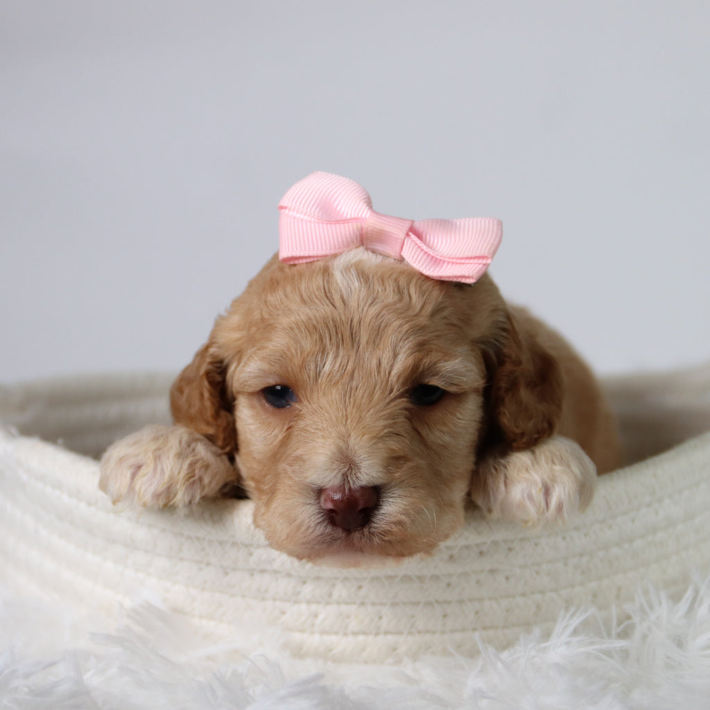 Aurora - Available 10/29