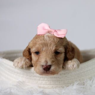 Aurora - Available 10/29