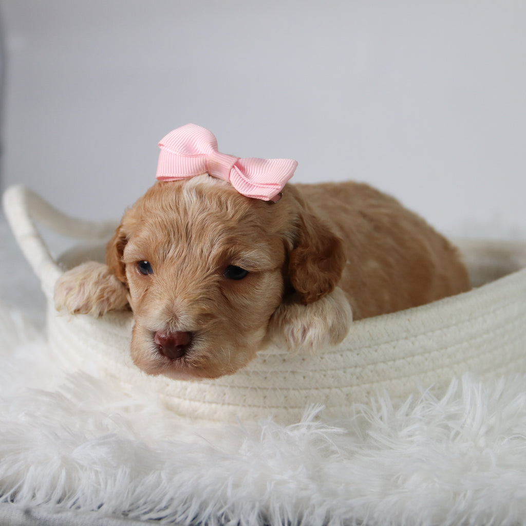 Aurora - Available 10/29