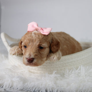Aurora - Available 10/29
