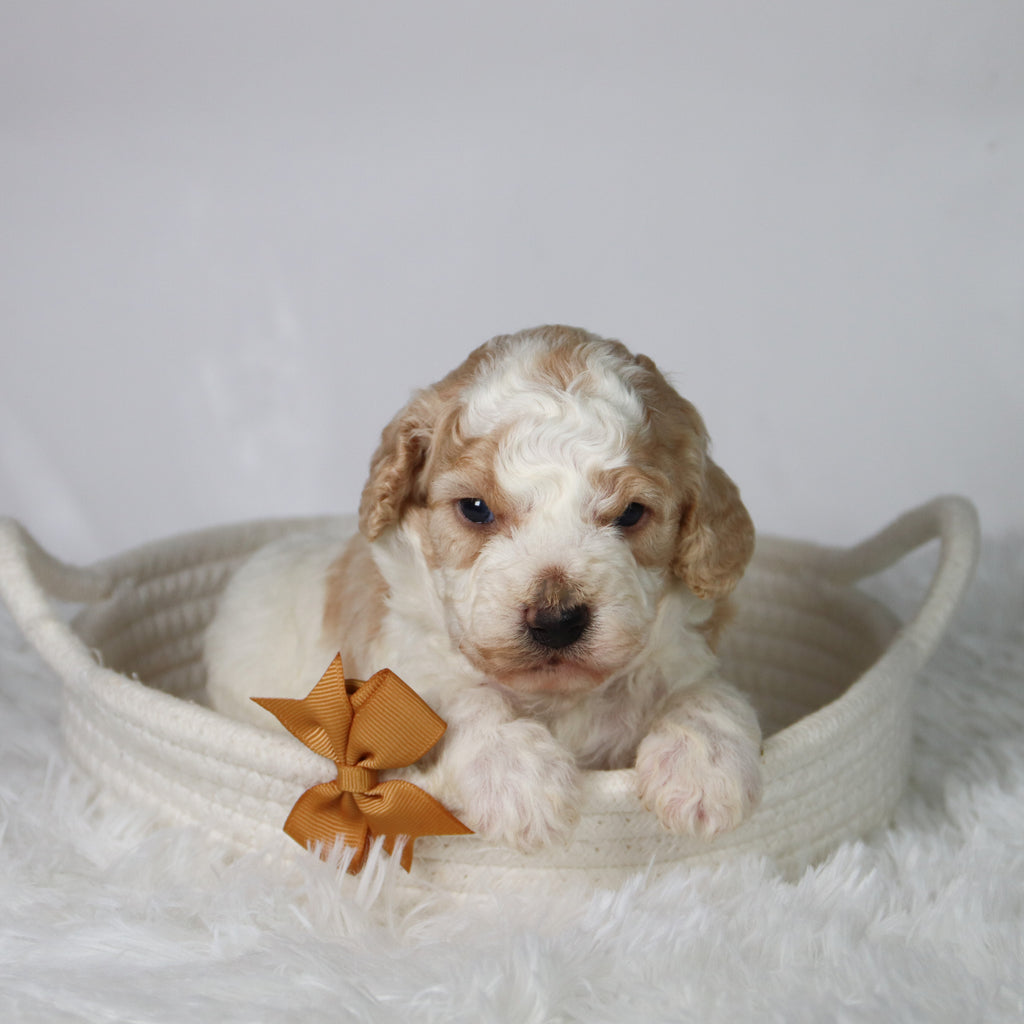 Sebastians - Available 10/29