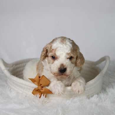 Sebastians - Available 10/29