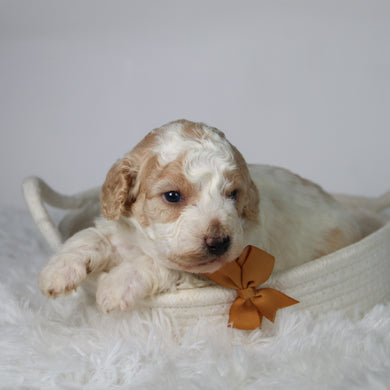 Sebastians - Available 10/29