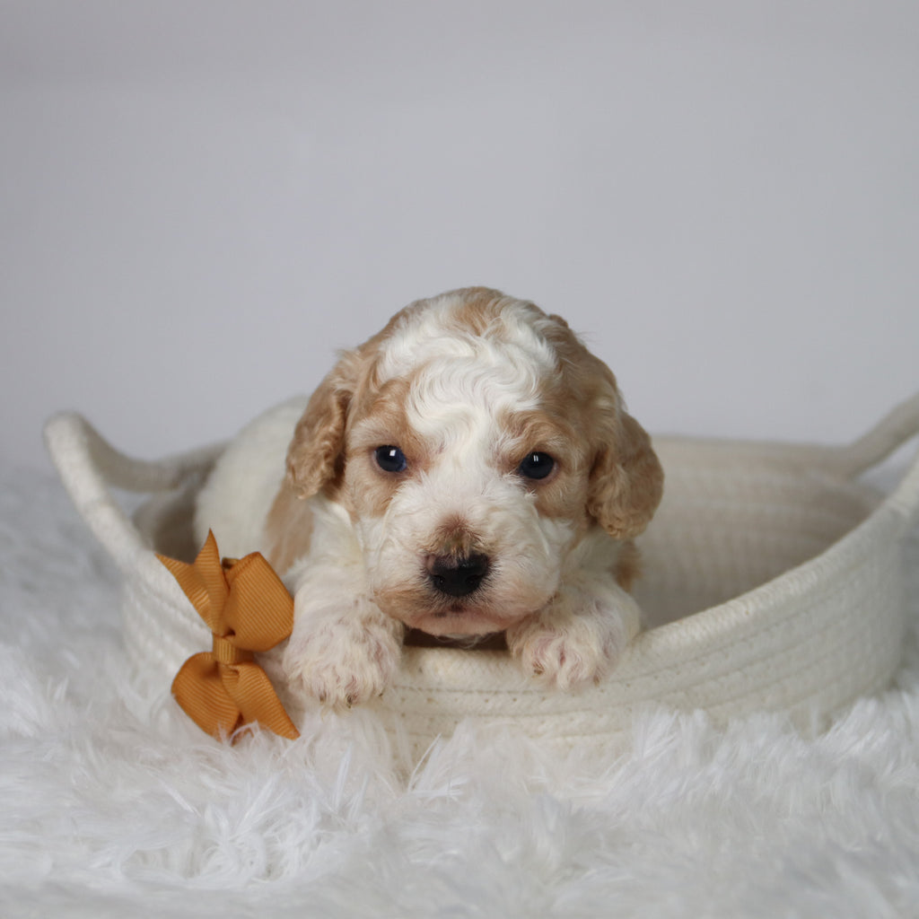 Sebastians - Available 10/29