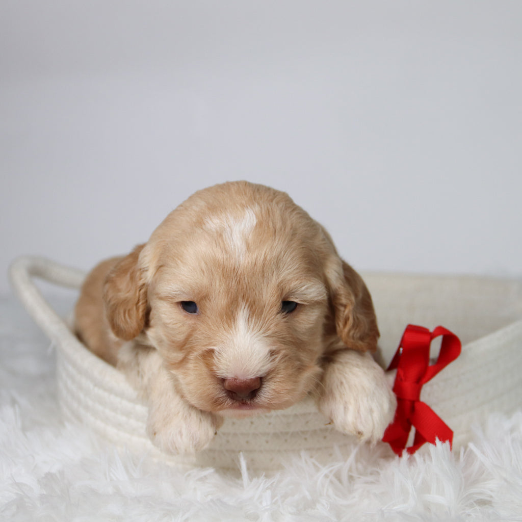 Theodor - Available 10/29