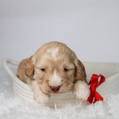 Theodor - Available 10/29