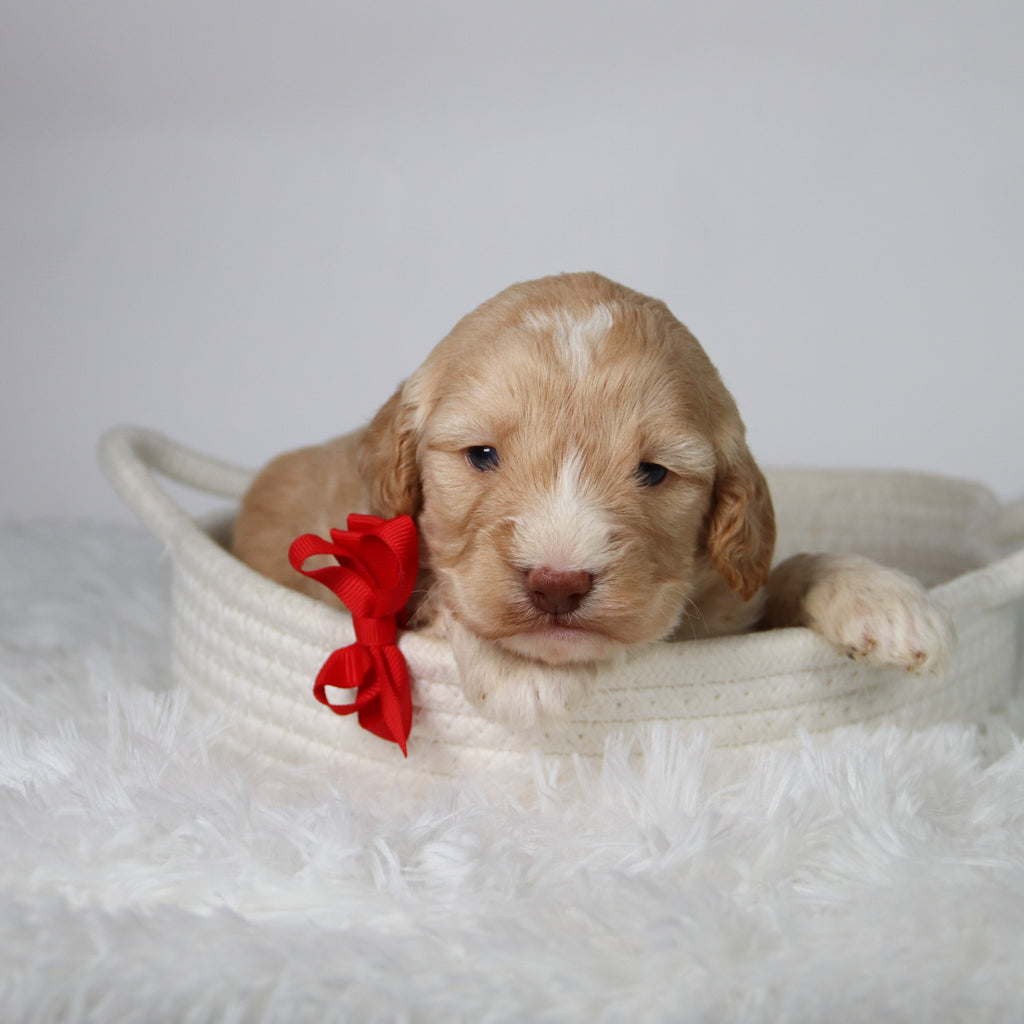 Theodor - Available 10/29