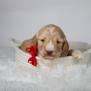 Theodor - Available 10/29