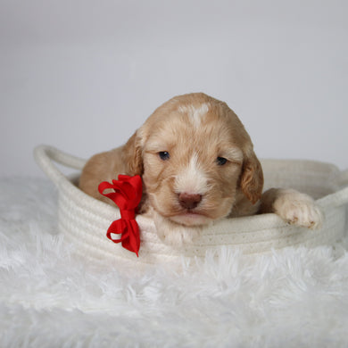 Theodor - Available 10/29