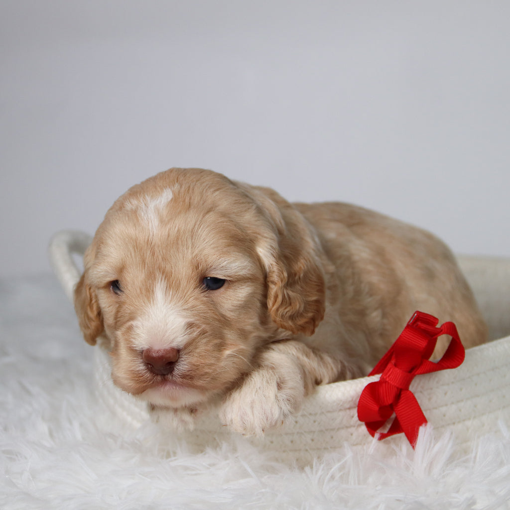 Theodor - Available 10/29