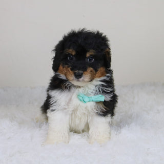 Elliot - Available 11/12